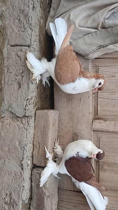 German sherazi pigeon male 03185461922