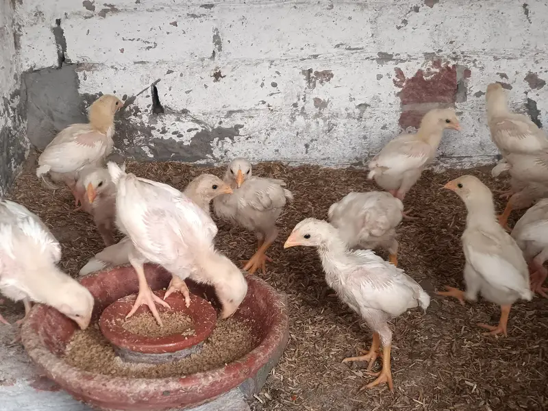 heera aseel paper white chicks — photo 9