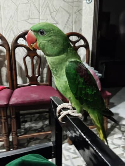 Raw parrot for Home