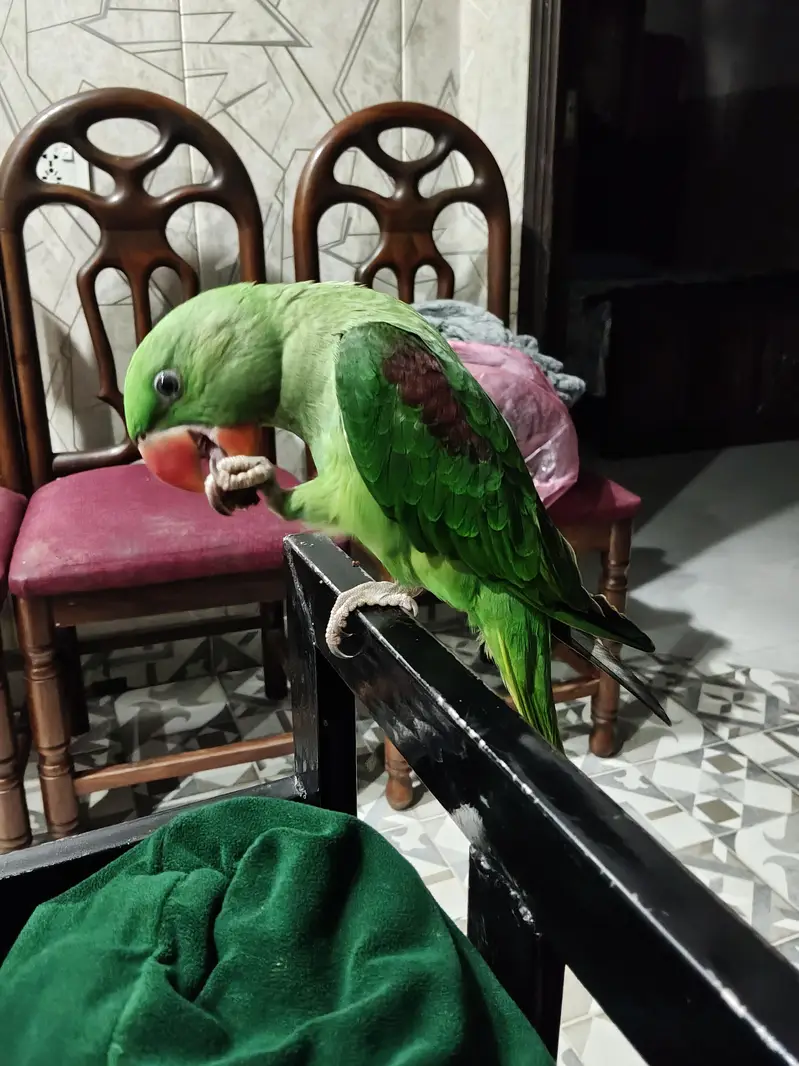 Raw parrot for Home — photo 2