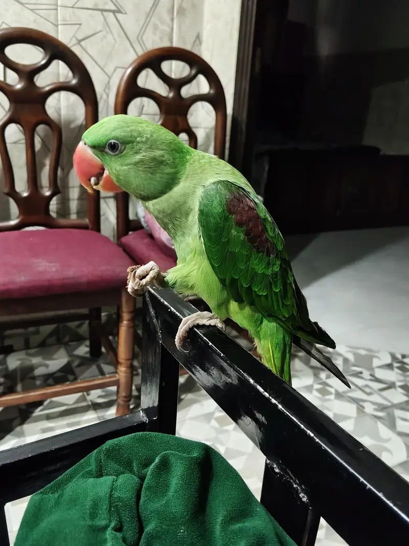 Raw parrot for Home — photo 3