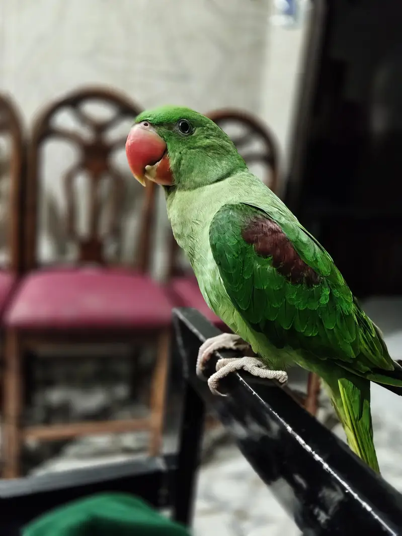 Raw parrot for Home — photo 4