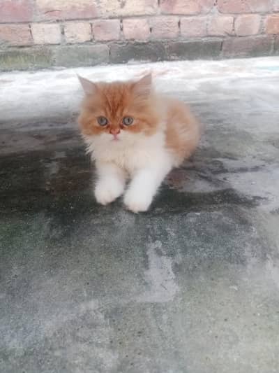 bicolor Persian male kitten for sale