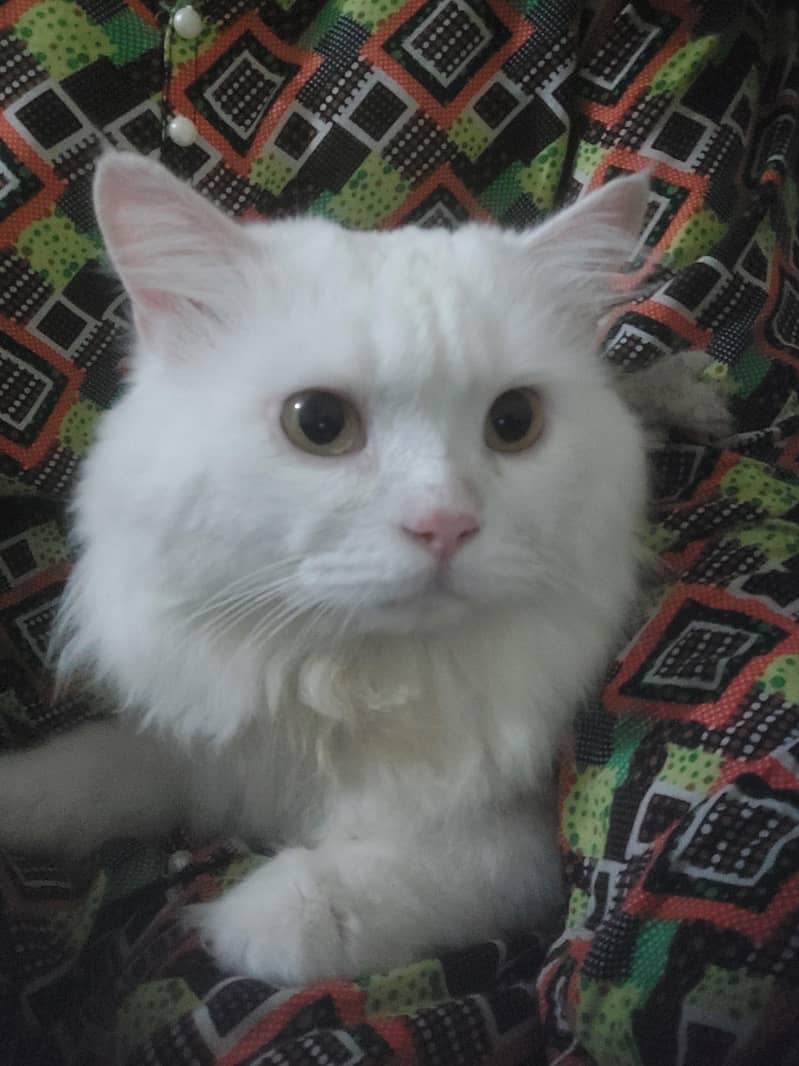 sell cat 0