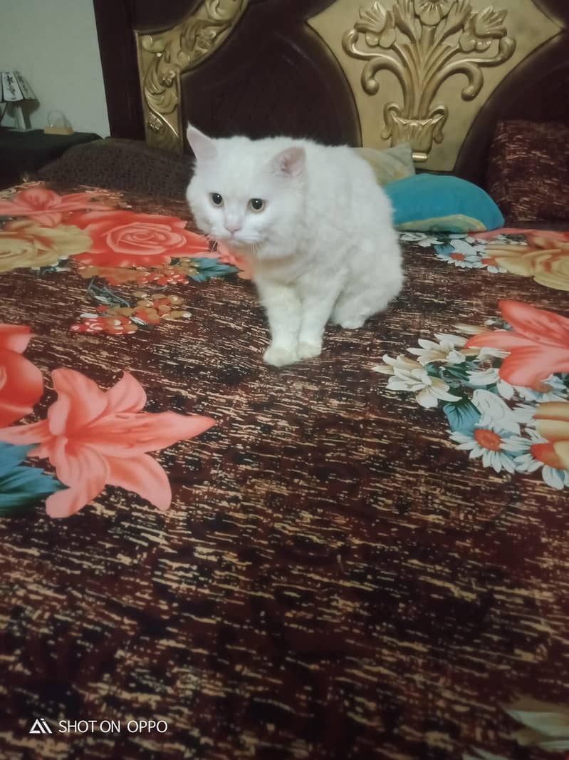 sell cat 1