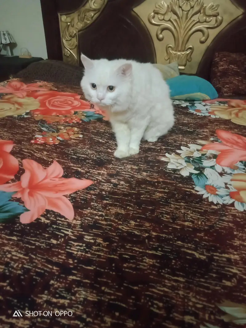 sell cat — photo 2