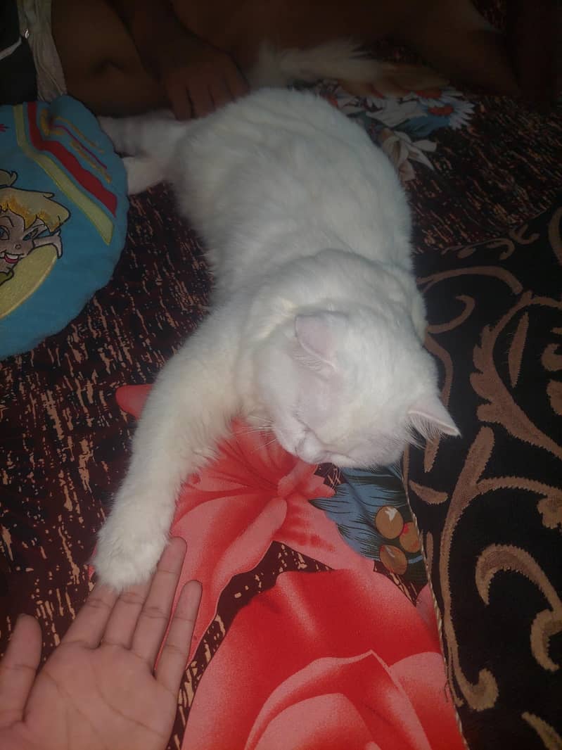 sell cat 2