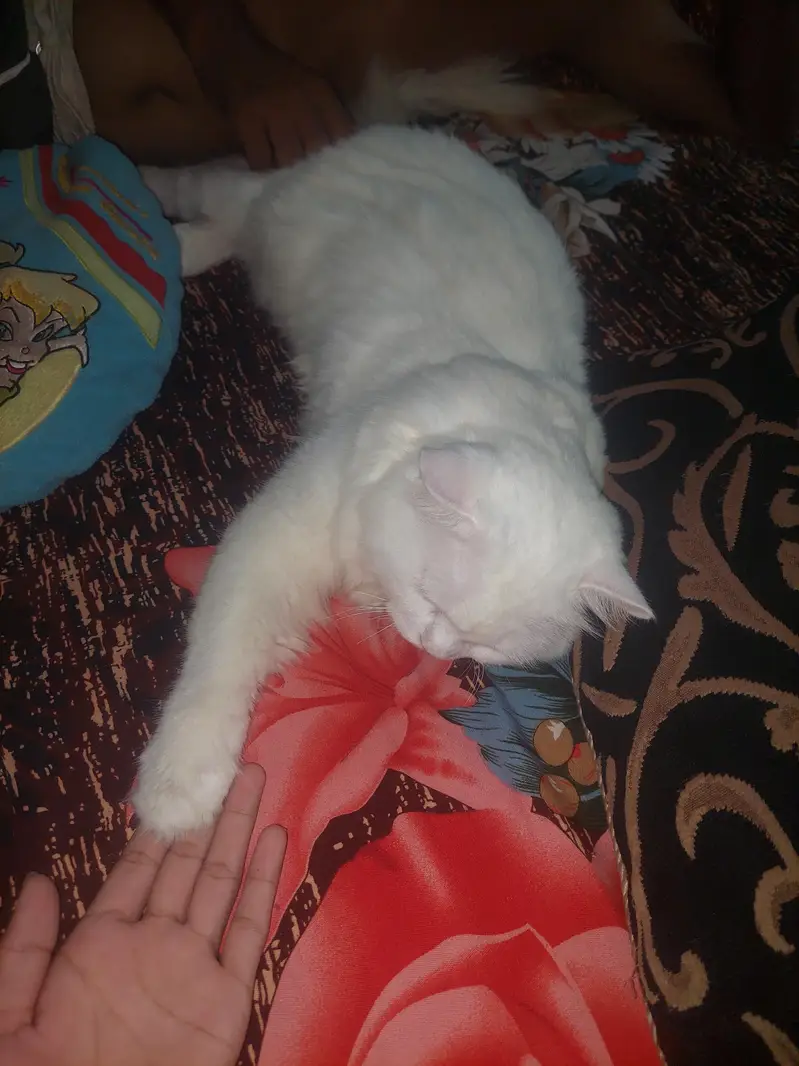 sell cat — photo 3