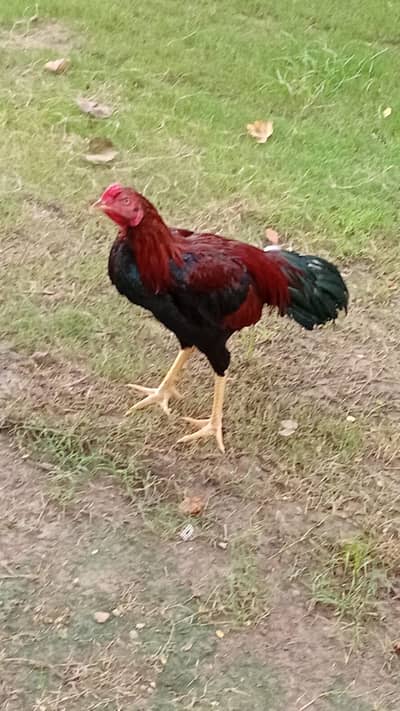 Pair Jora Hens Aseel One egg daily Production
