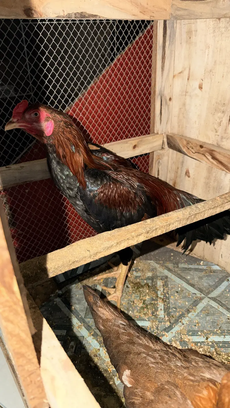 Pair Jora Hens Aseel One egg daily Production — photo 2