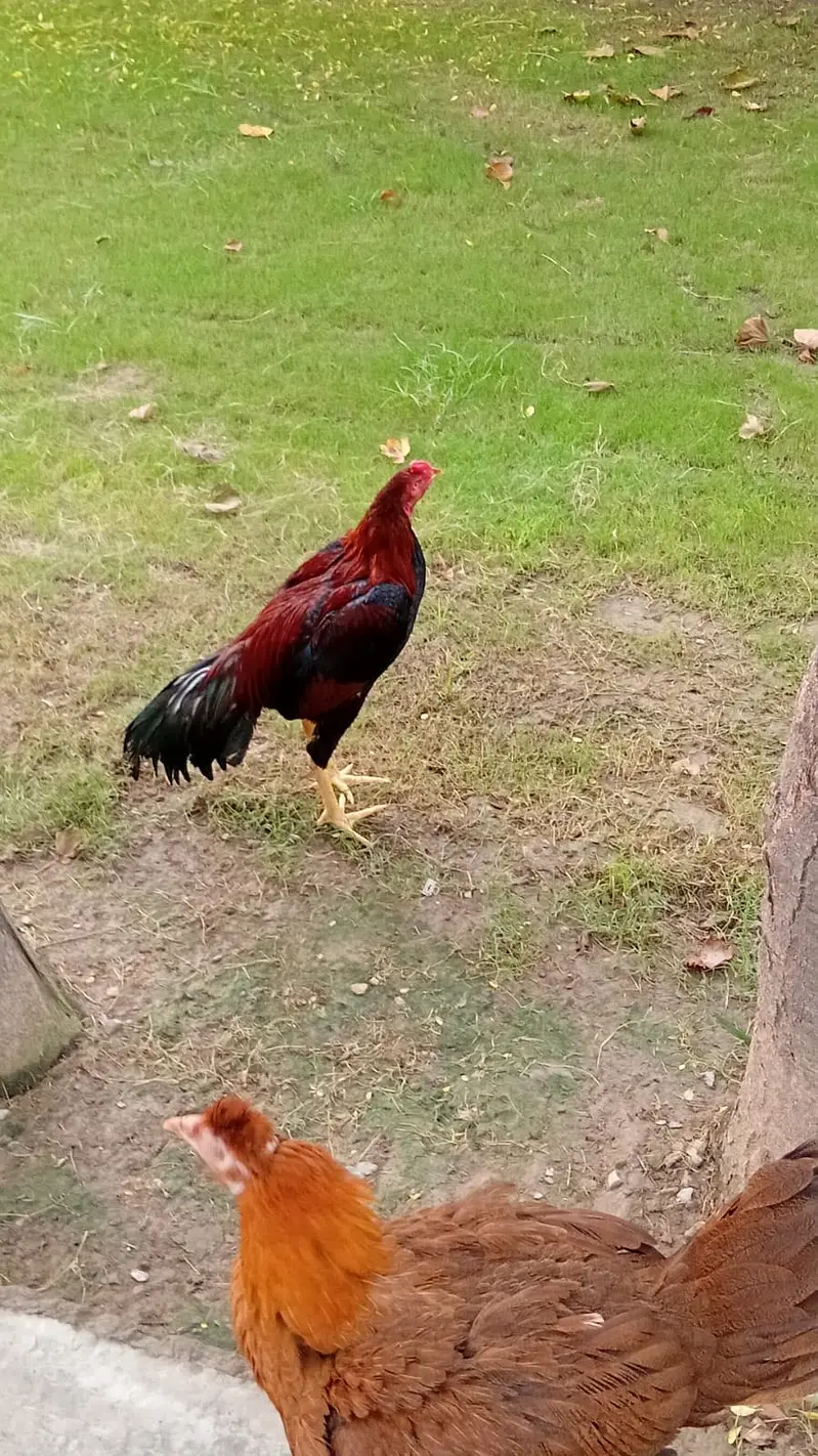 Pair Jora Hens Aseel One egg daily Production — photo 4