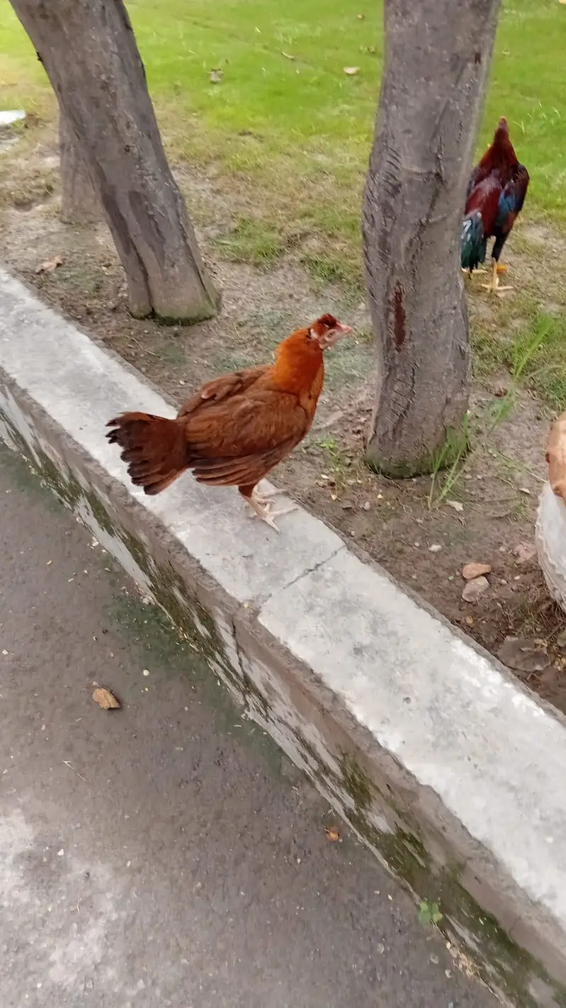 Pair Jora Hens Aseel One egg daily Production — photo 5