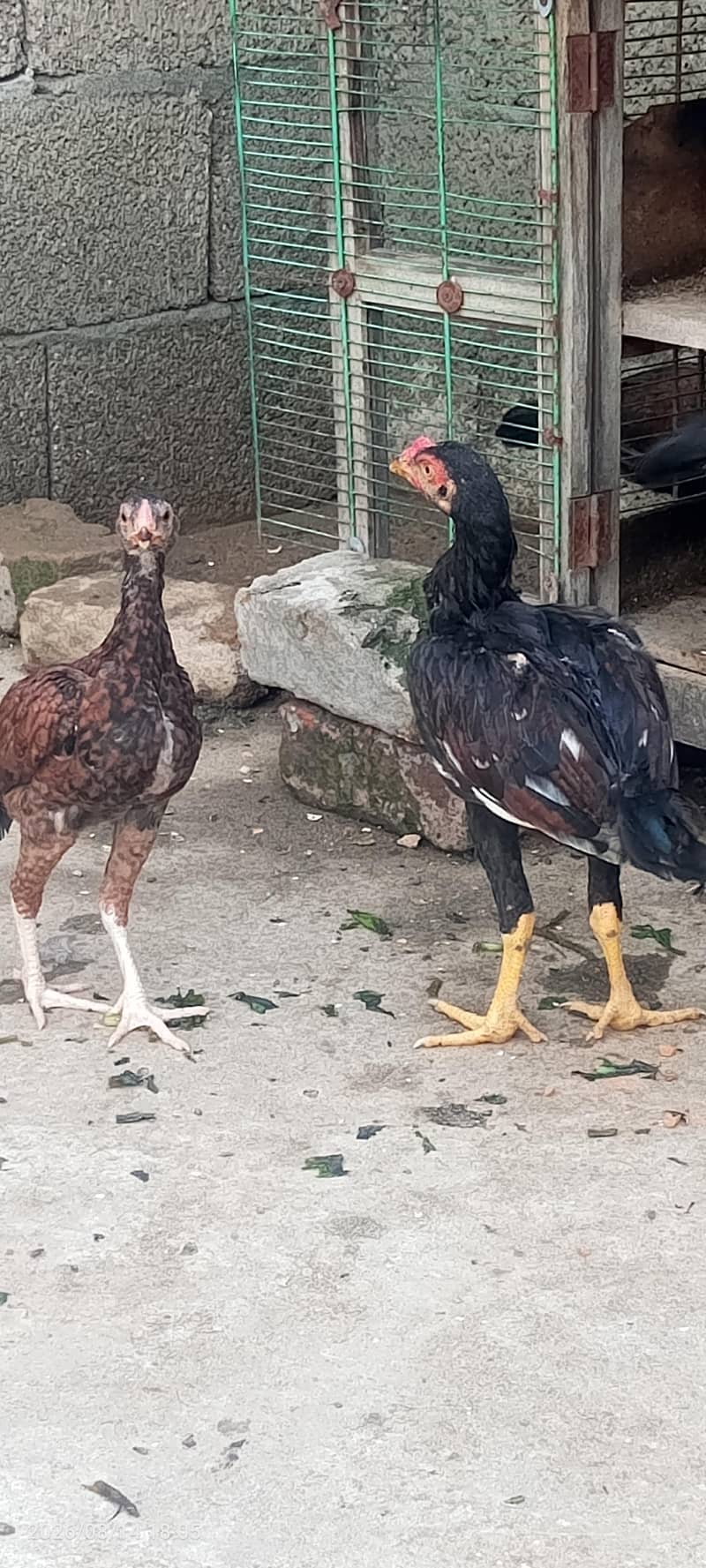 اصیل پٹھیاں 1