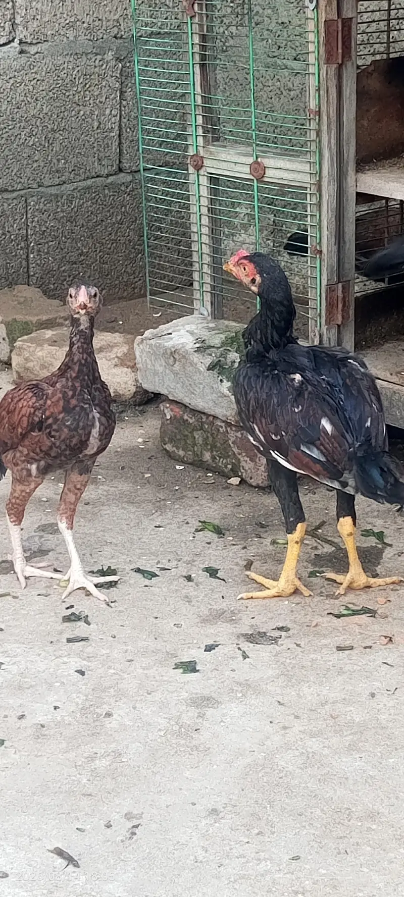 اصیل پٹھیاں — photo 2