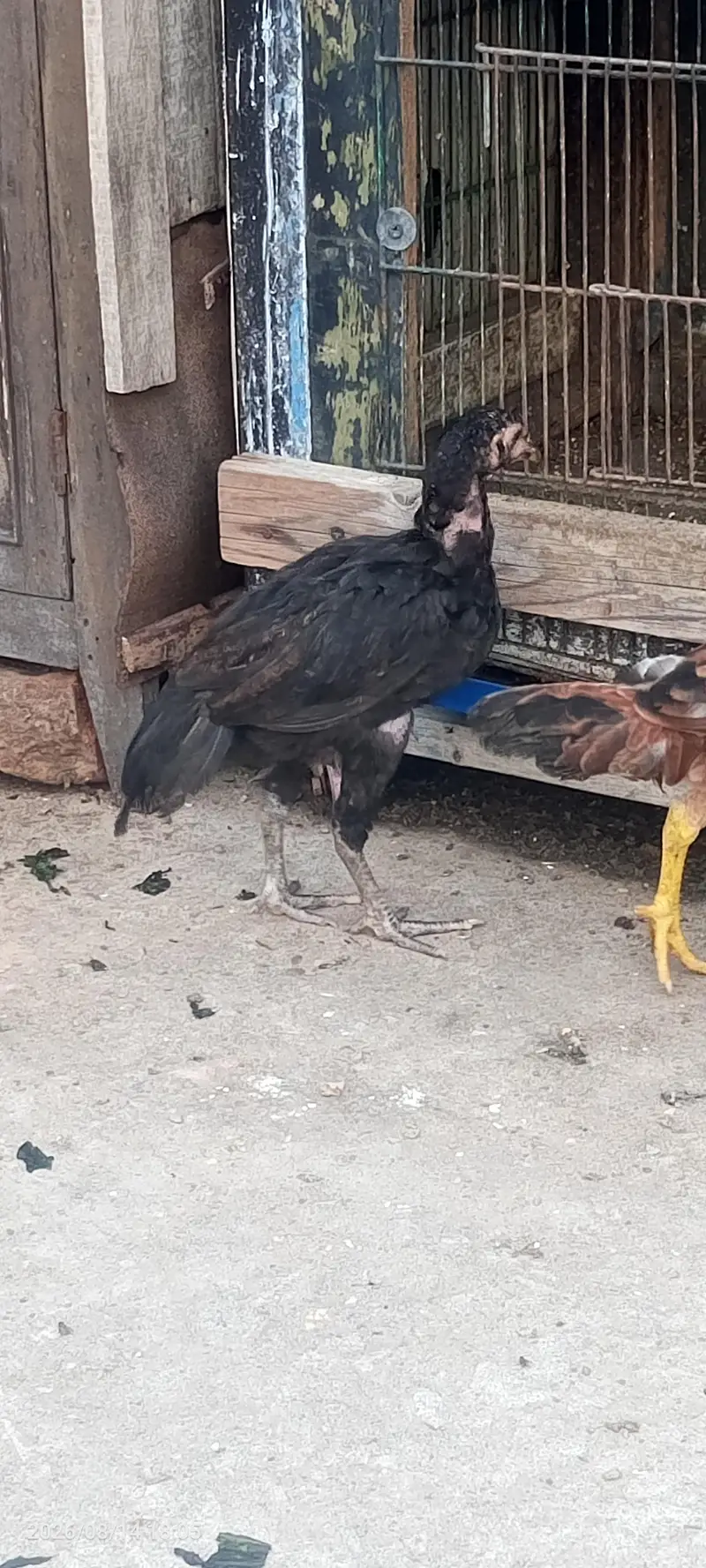 اصیل پٹھیاں — photo 3