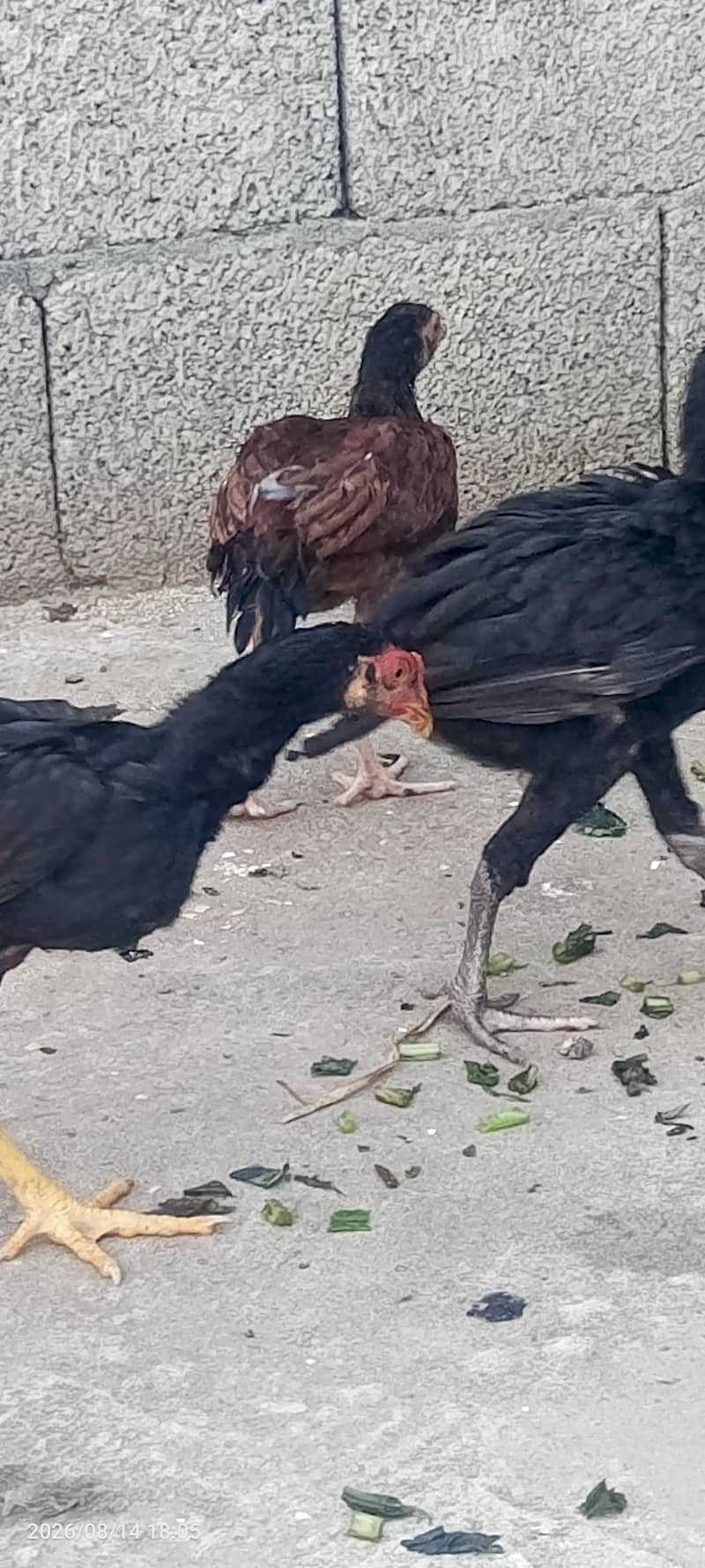 اصیل پٹھیاں 4