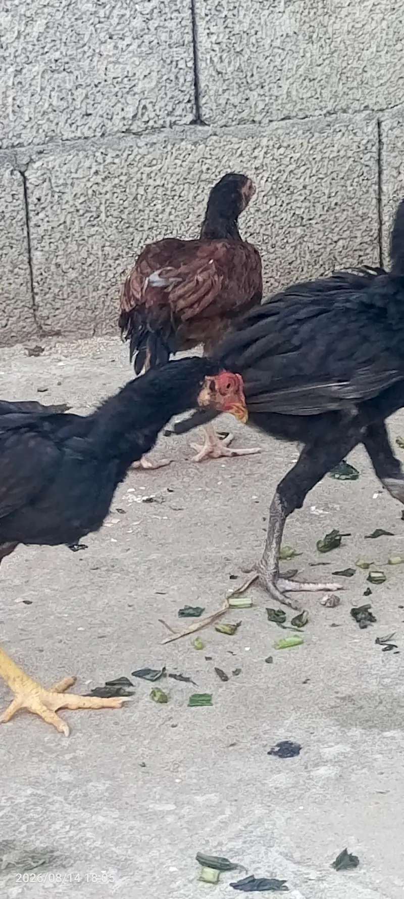 اصیل پٹھیاں — photo 5