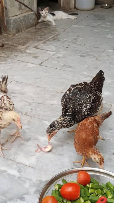 Asel with hens