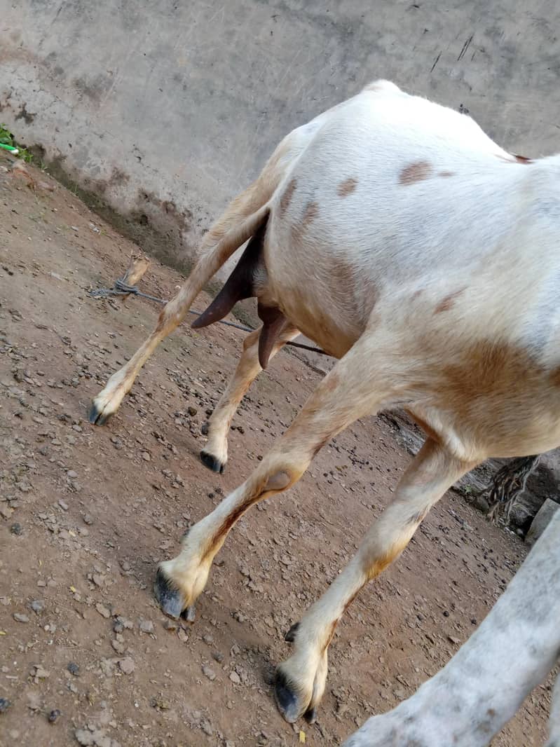 animals 1