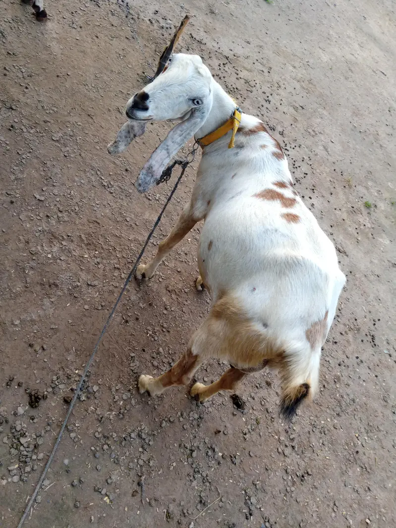 animals — photo 4
