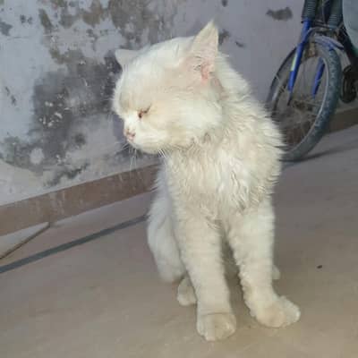 Cute Pet Cat Available for Adoption