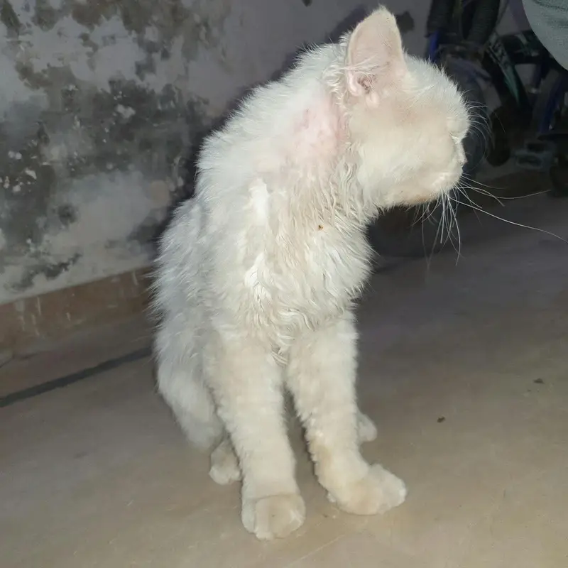 Cute Pet Cat Available for Adoption — photo 2