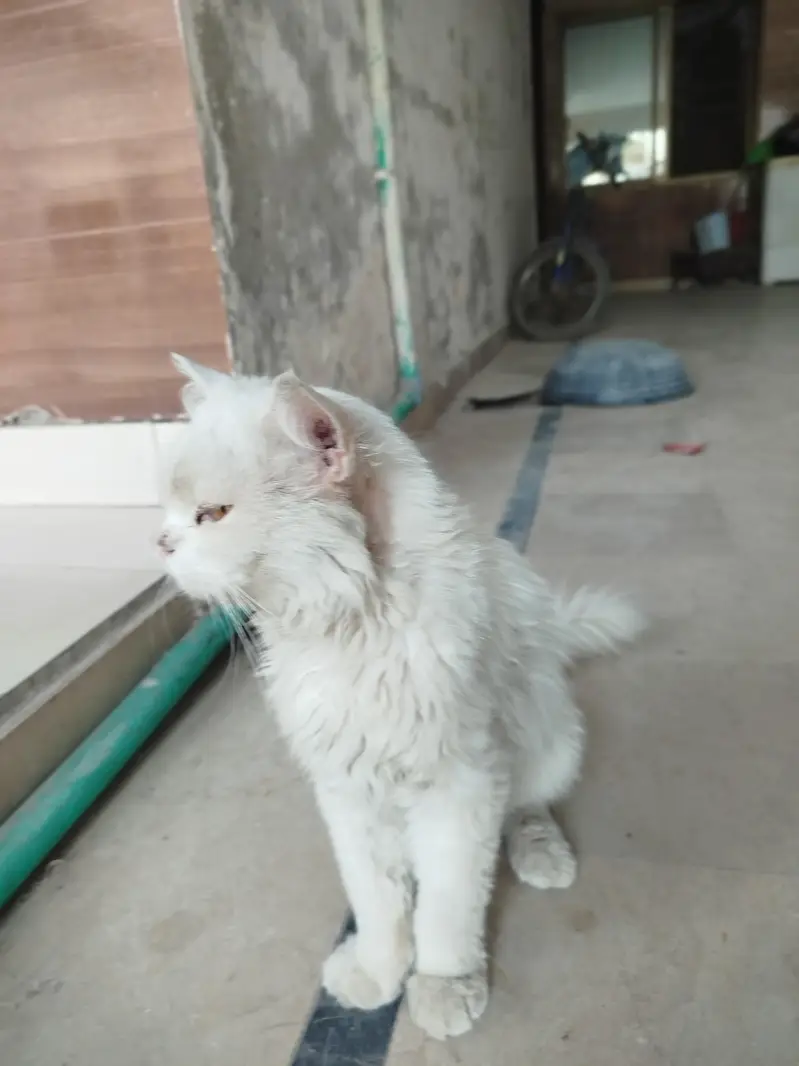 Cute Pet Cat Available for Adoption — photo 3