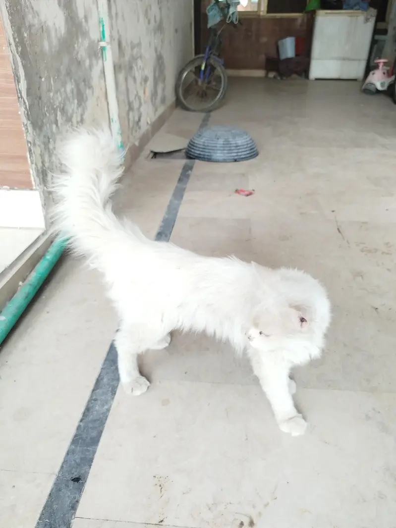 Cute Pet Cat Available for Adoption — photo 4