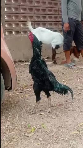 black german o shamo
