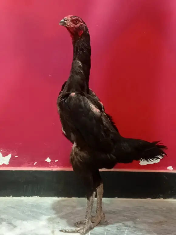 black german o shamo — photo 2