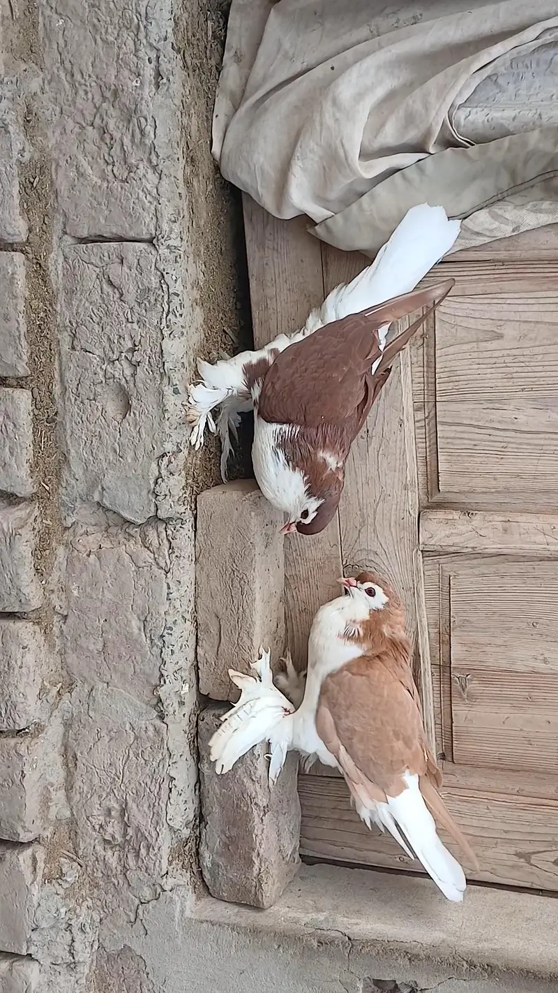 German Sherazi male 03472692957 — photo 3