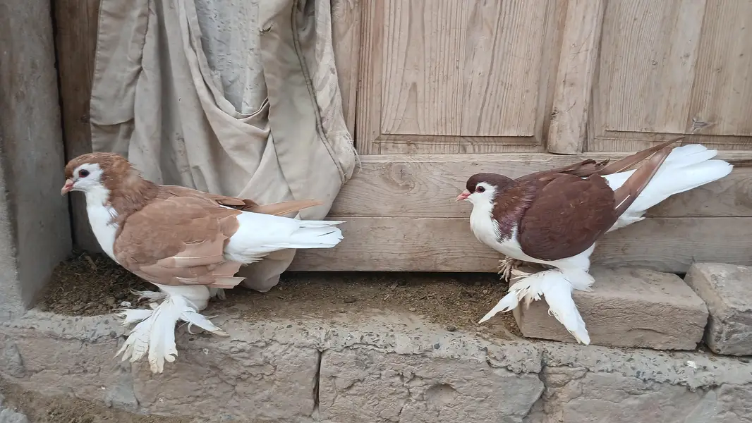 German Sherazi male 03472692957 — photo 4