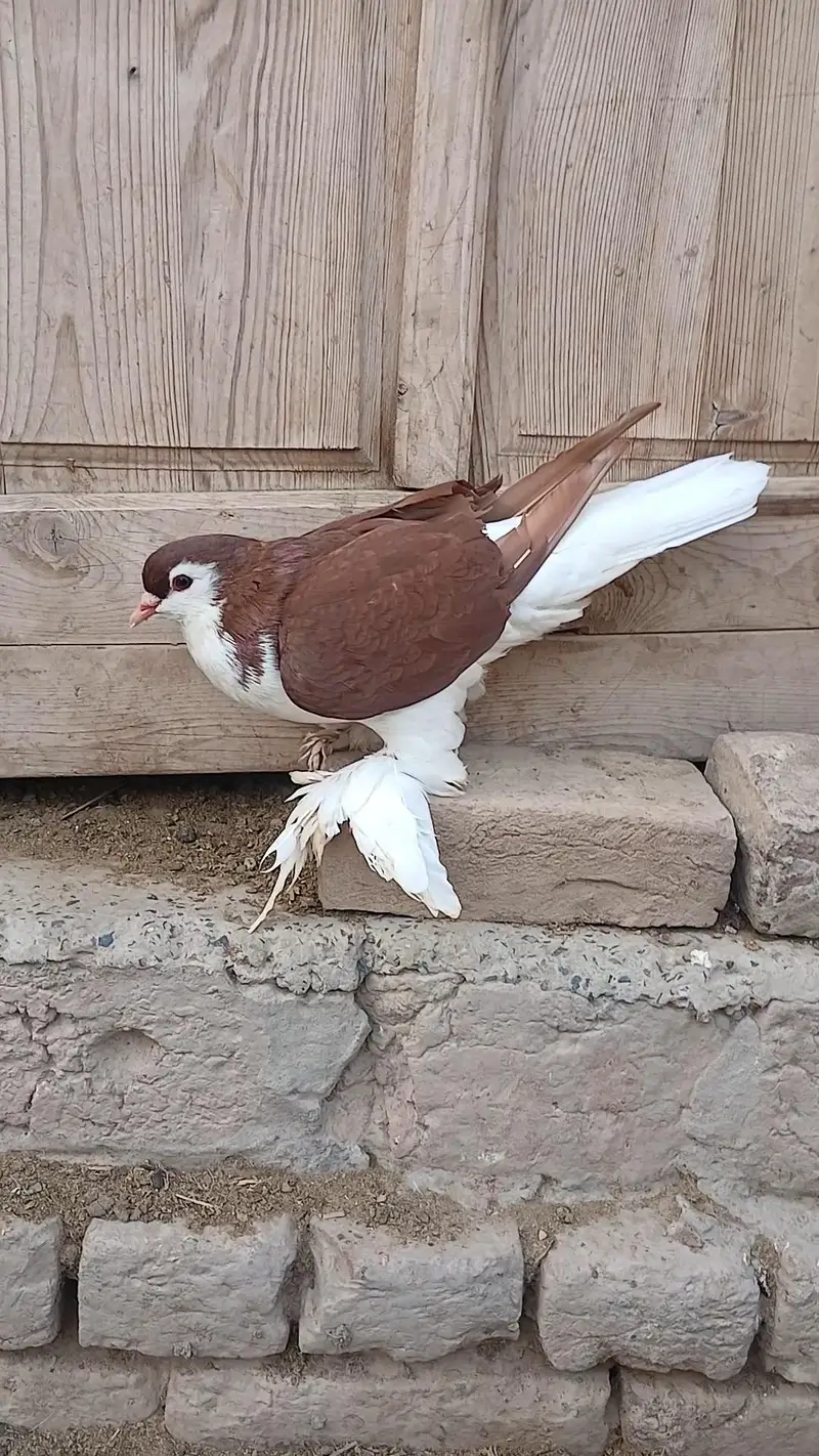 German Sherazi male 03472692957 — photo 5