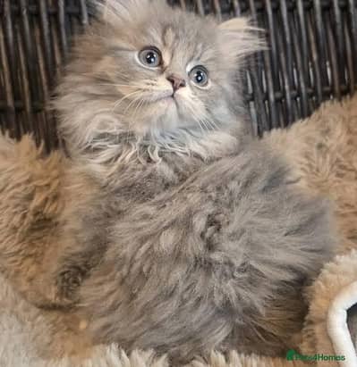 Persian kittens  whstp// 03704///602310///