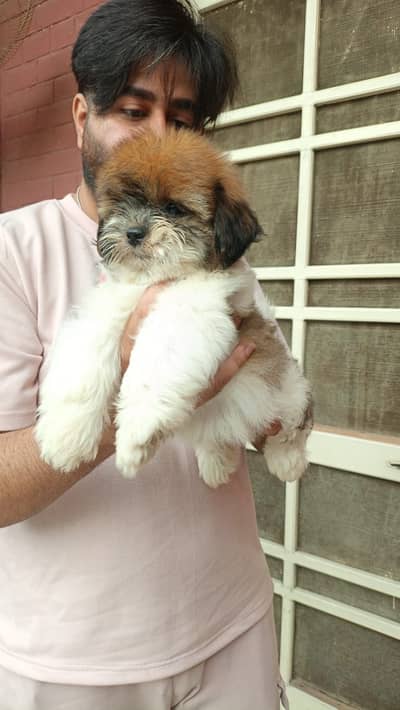 Shitzu male puppy