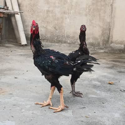 Aseel Mianwali Black Pair