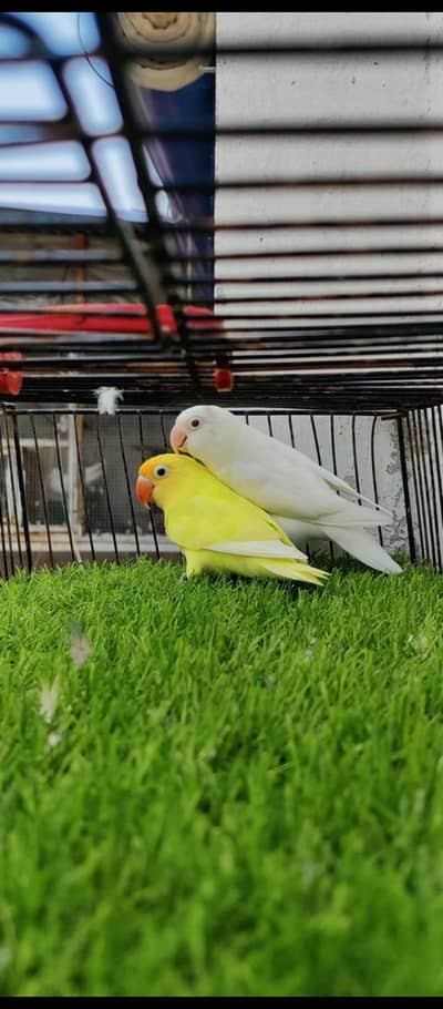 love bird pair