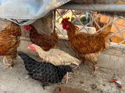 fancy hen setup  for sale