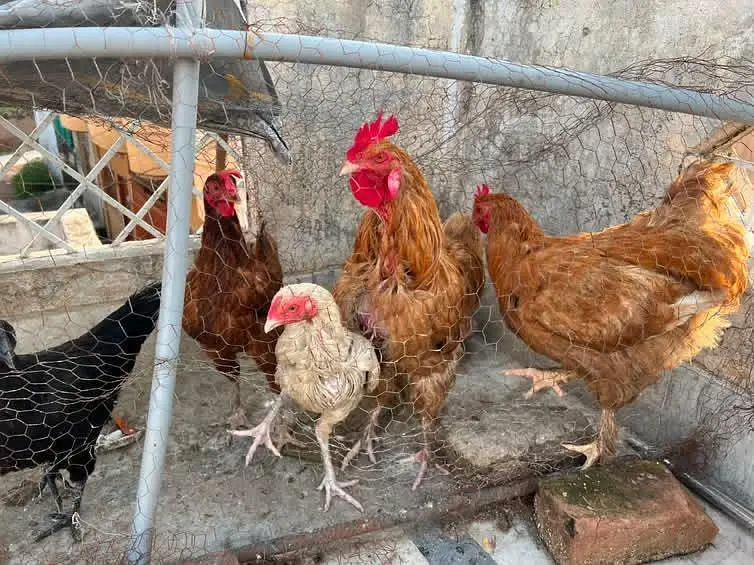 fancy hen setup  for sale — photo 2