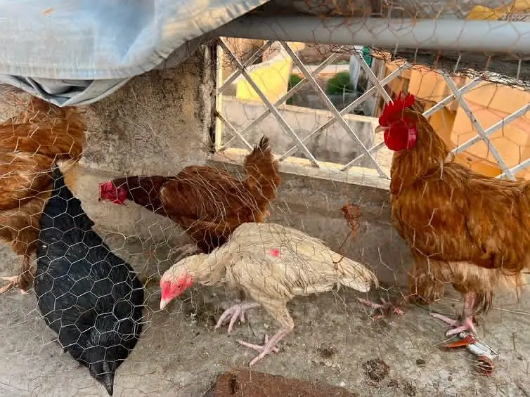 fancy hen setup  for sale — photo 3