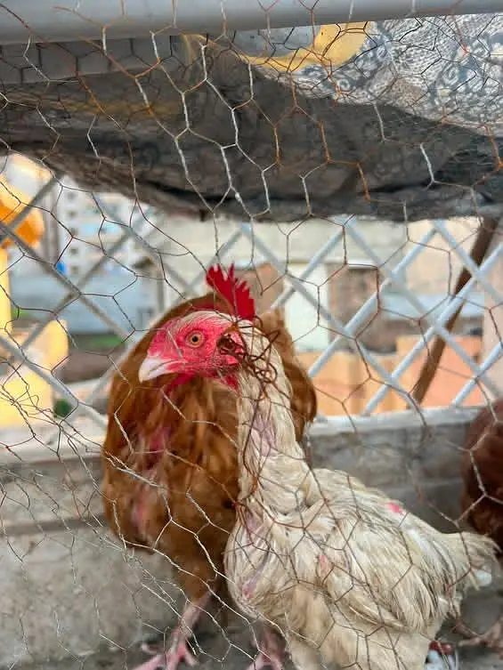 fancy hen setup  for sale — photo 4