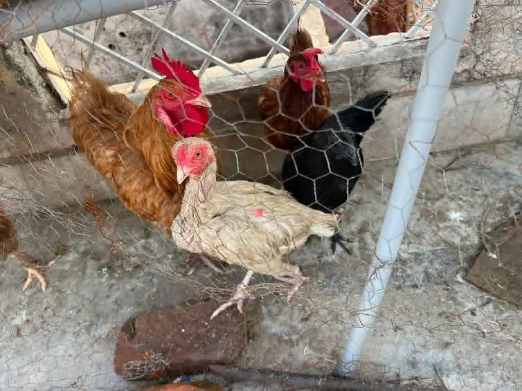 fancy hen setup  for sale — photo 5