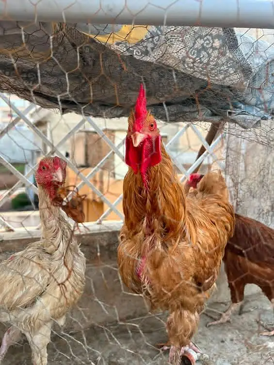 fancy hen setup  for sale — photo 6