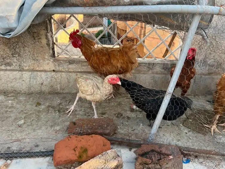 fancy hen setup  for sale — photo 7