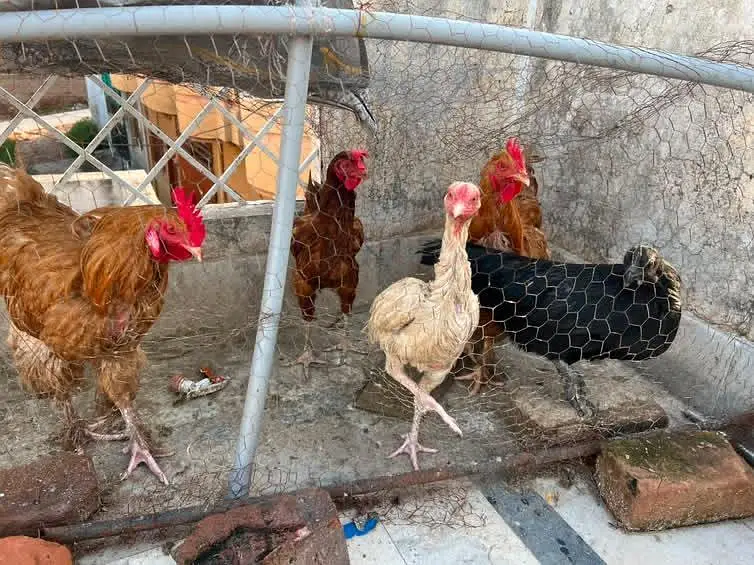 fancy hen setup  for sale — photo 8