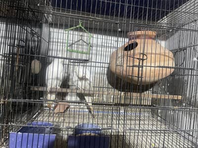 eno cocktail with cage