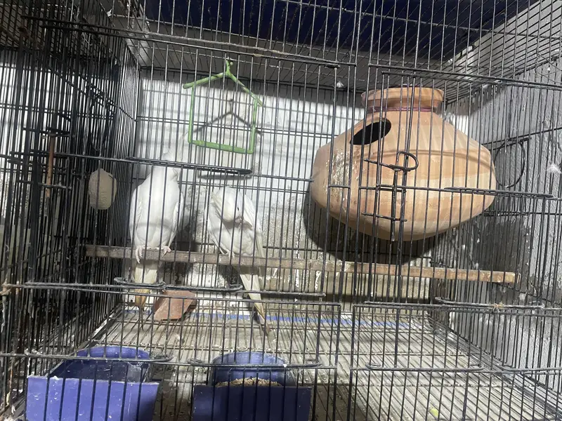 eno cocktail with cage