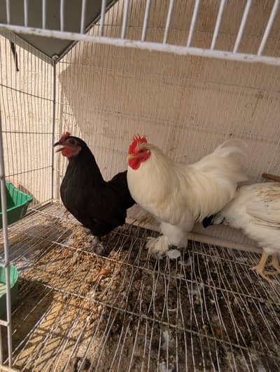 black and white. buff pair, breeding pair