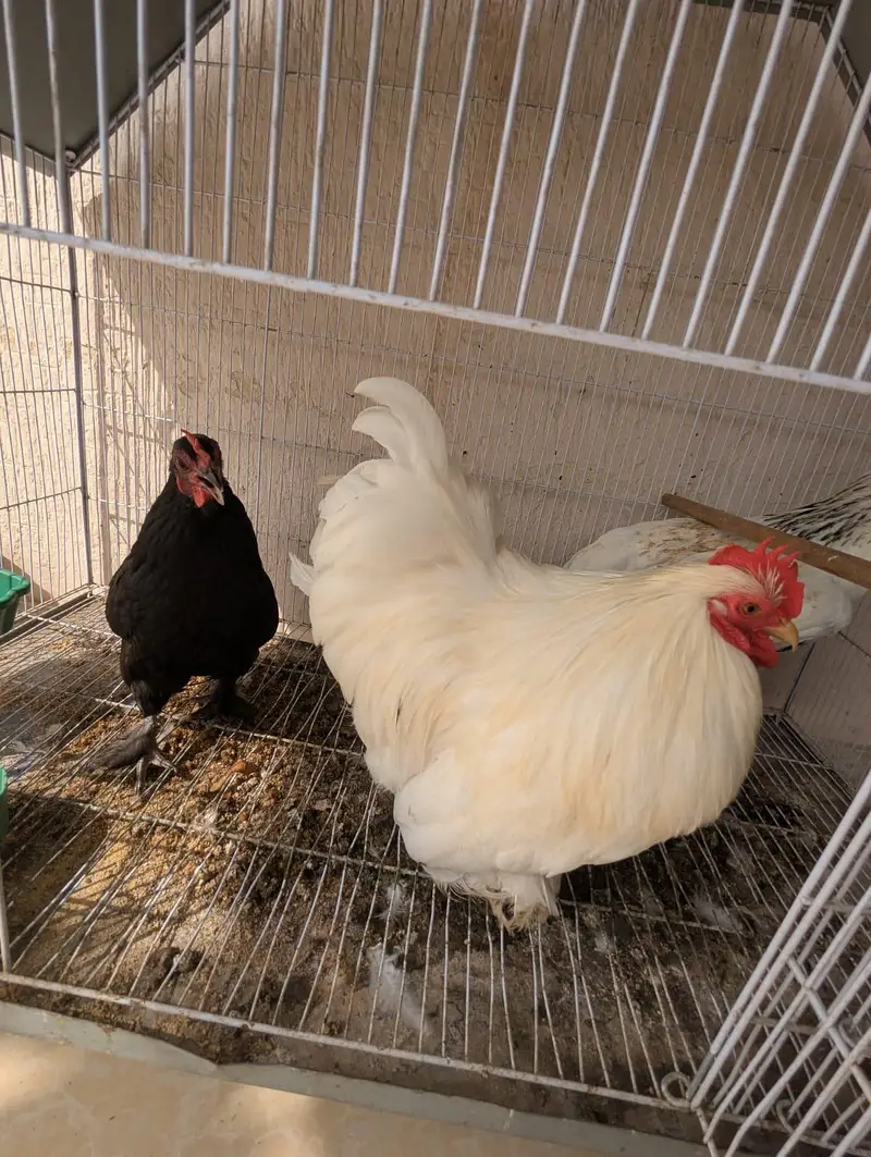 black and white. buff pair, breeding pair — photo 3