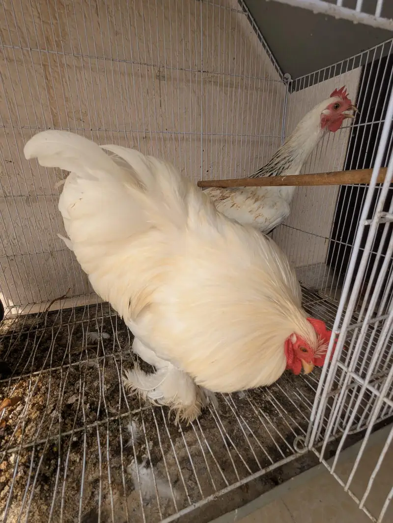 black and white. buff pair, breeding pair — photo 4